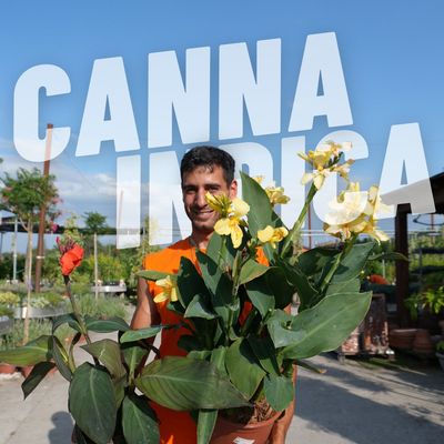 CANNA INDICA