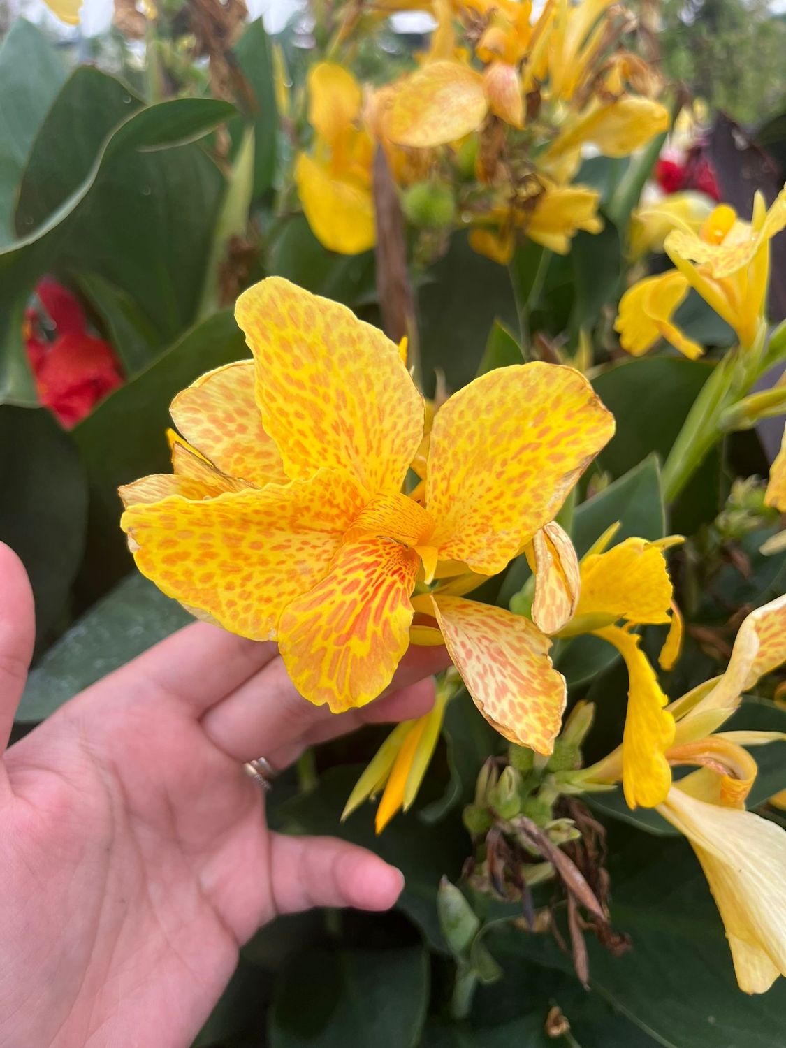 Canna indica, Canna indiana Canna brasiliensis &#39;Tropical Yellow&#39; - vaso Ø24 cm