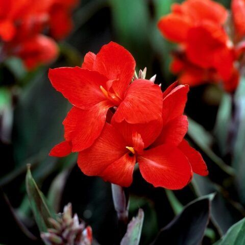 Canna indica, Canna indiana Canna brasiliensis &quot;Tropical Red&quot; - vaso Ø24 cm