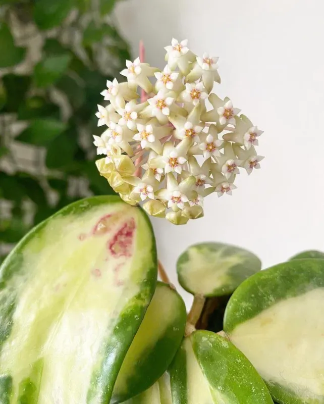 Hoya acuta variegata - vaso Ø14  cm Fiore di cera