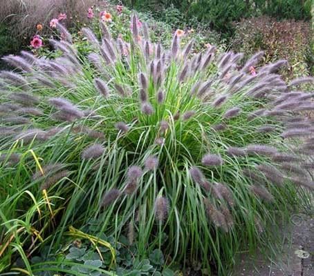 Pennisetum alopecuroides &#39;&#39; Viridescens &#39; - vaso Ø18