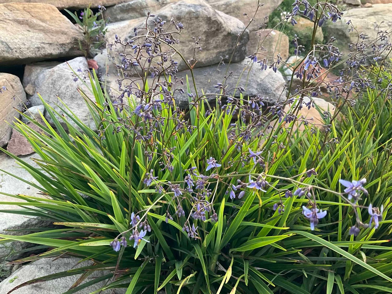 Dianella revoluta  &#39; Coolvista &#39; - vaso Ø18 cm