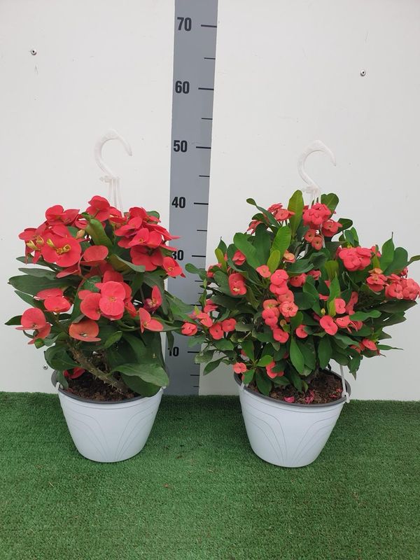 Euphorbia miliii - Spina Christi - Spina di Cristo - vaso Ø18 cm