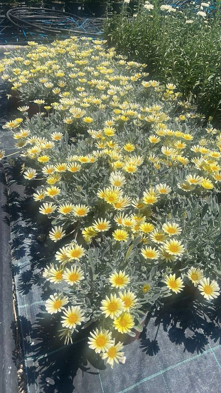 Gazania rigens &quot; Sun Gold &quot; - vaso Ø14 cm