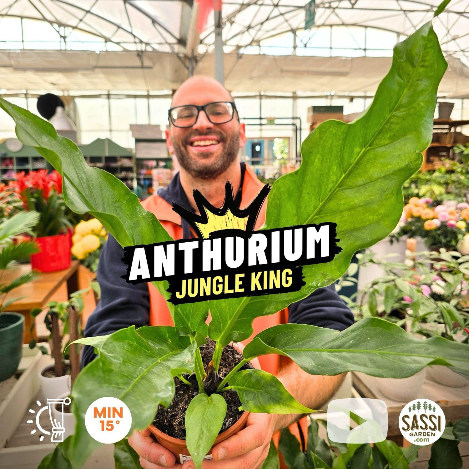 Anthurium &#39;Jungle King&#39;, Anturio gigante - vaso Ø18 cm