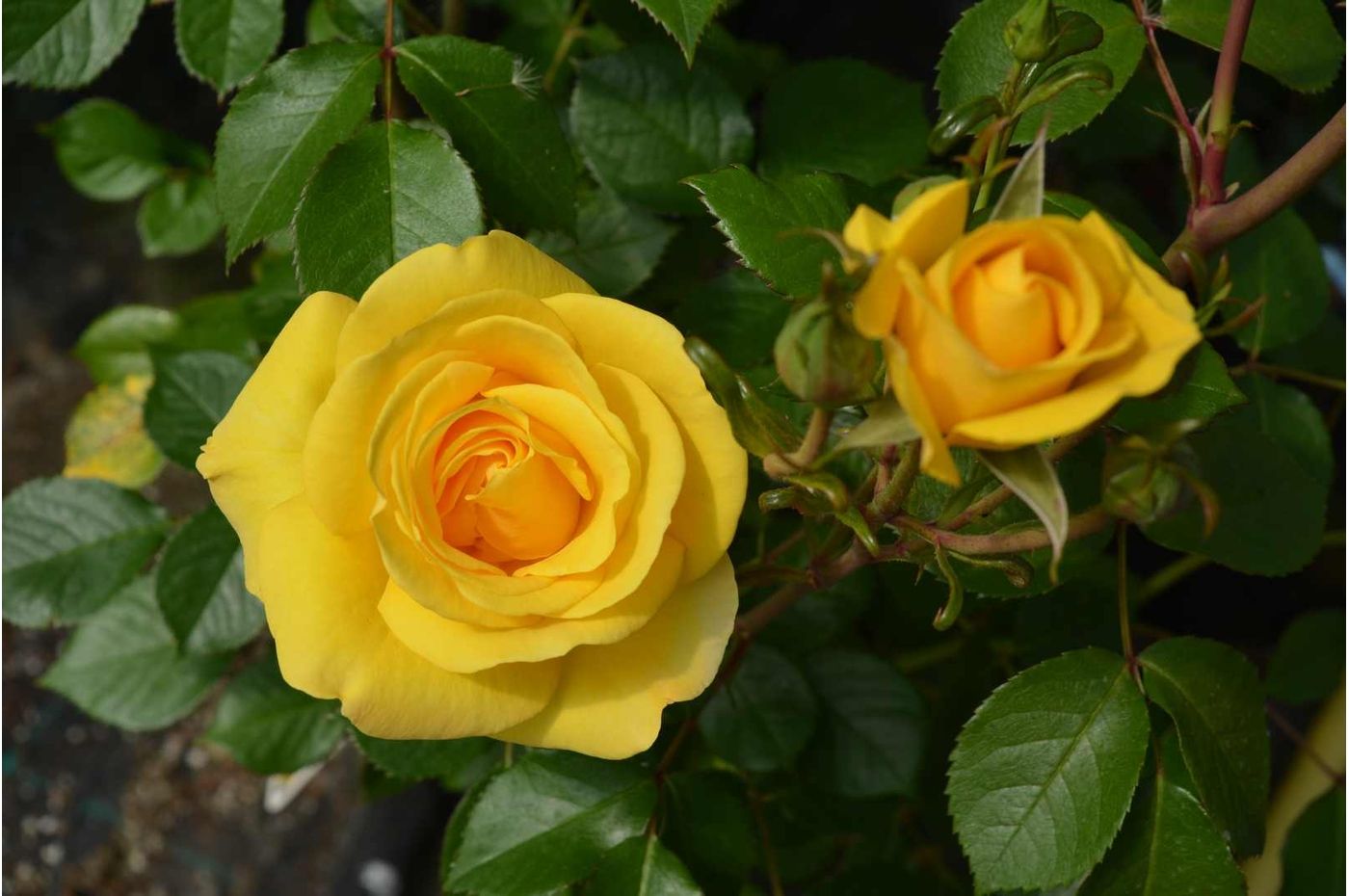 Rosa Rose, Paesaggistiche, Golden Bonica ® - Vaso 3 litri