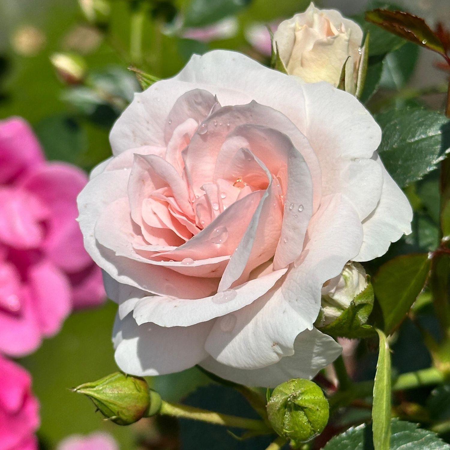 Rosa Rose, Paesaggistiche, Aspirin ® - Vaso 3 litri