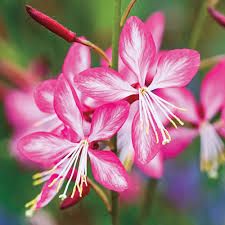 Gaura Lindheimeri &#39;Rosy jane&#39; - vaso Ø17 cm