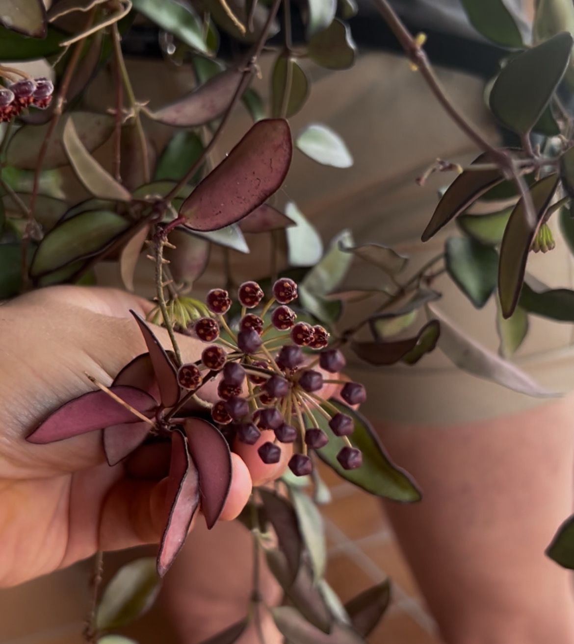 Hoya Rosita - vaso Ø14 cm