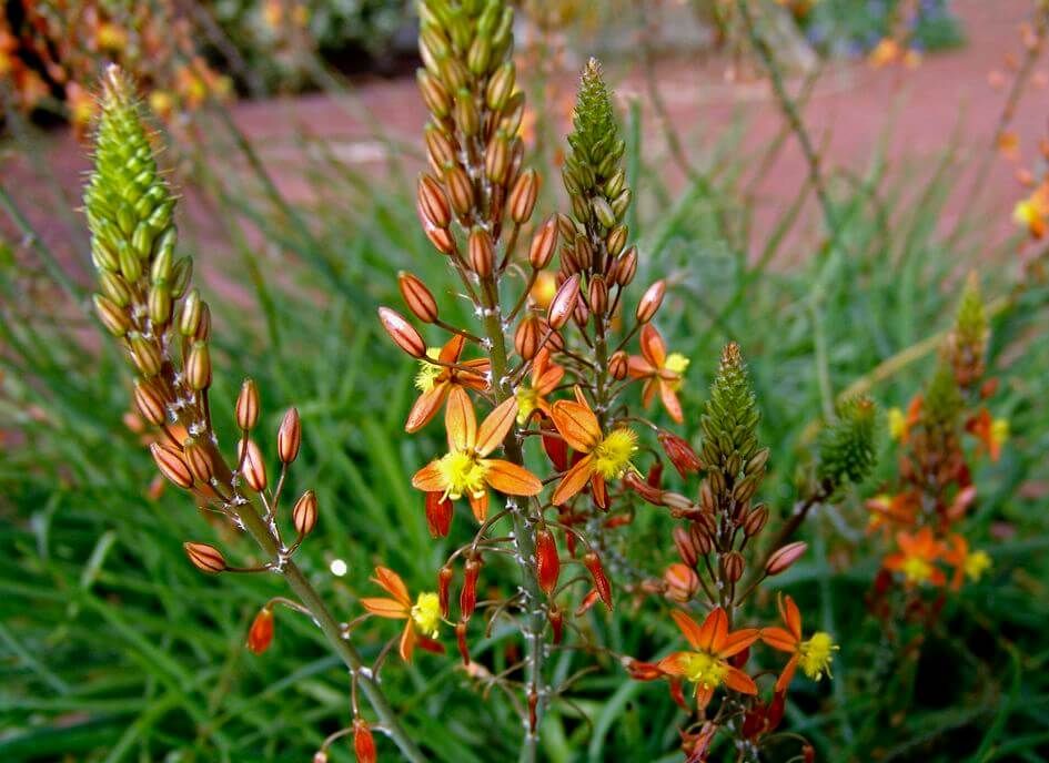 Bulbine frutescens Hallmark - vaso Ø17 cm