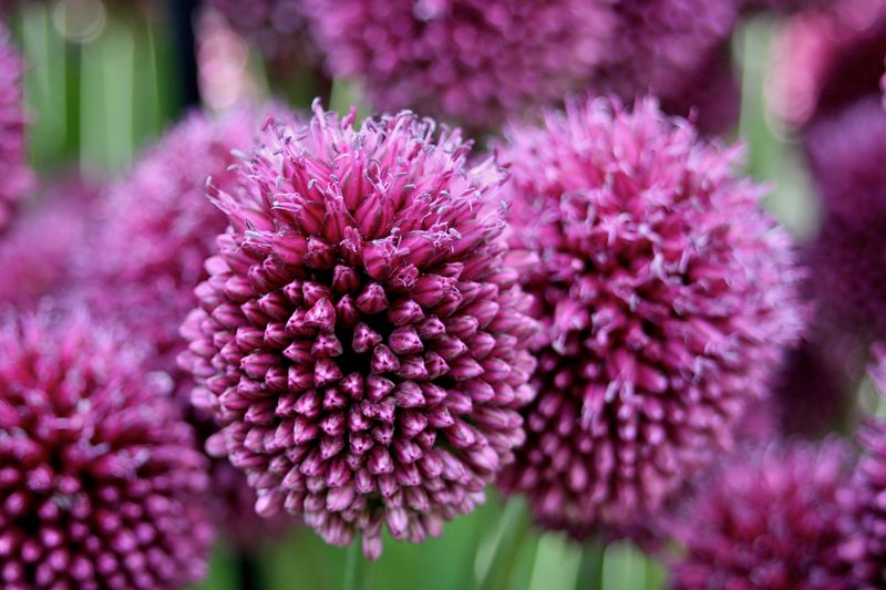 Allium sphaerocephalon, aglio ornamentale - vaso Ø18 cm
