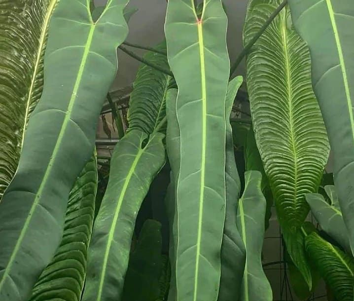 Philodendron spiritus-sancti , Filodendro Spiritus Sancti  Ø10,5cm