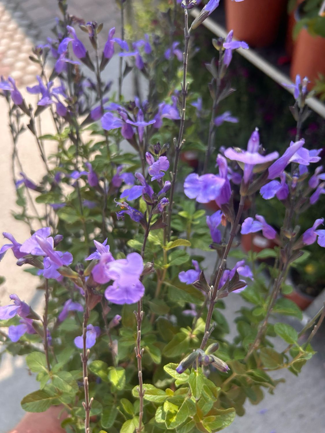 Salvia microphylla &#39;Pale Blue&#39; - vaso Ø18 cm