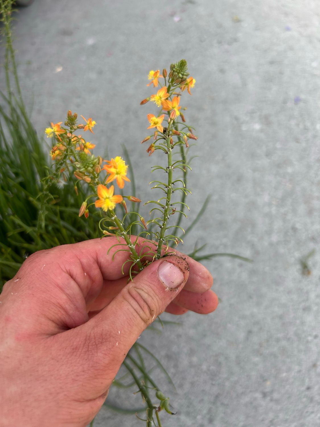 Bulbine frutescens Hallmark - vaso Ø17 cm