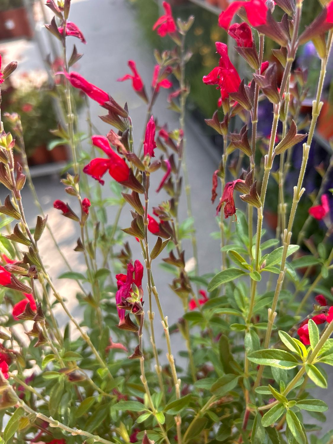 Salvia greggii Red, Salvia rossa, Salvia di Gregg - vaso Ø18 cm