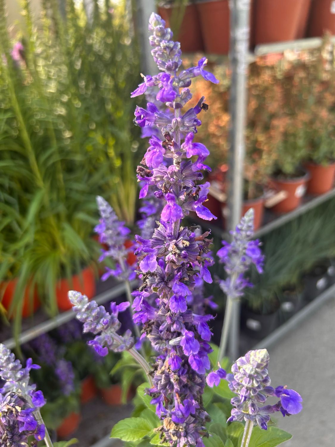 Salvia farinacea &#39; Marvel Blue &#39; - vaso Ø17 cm