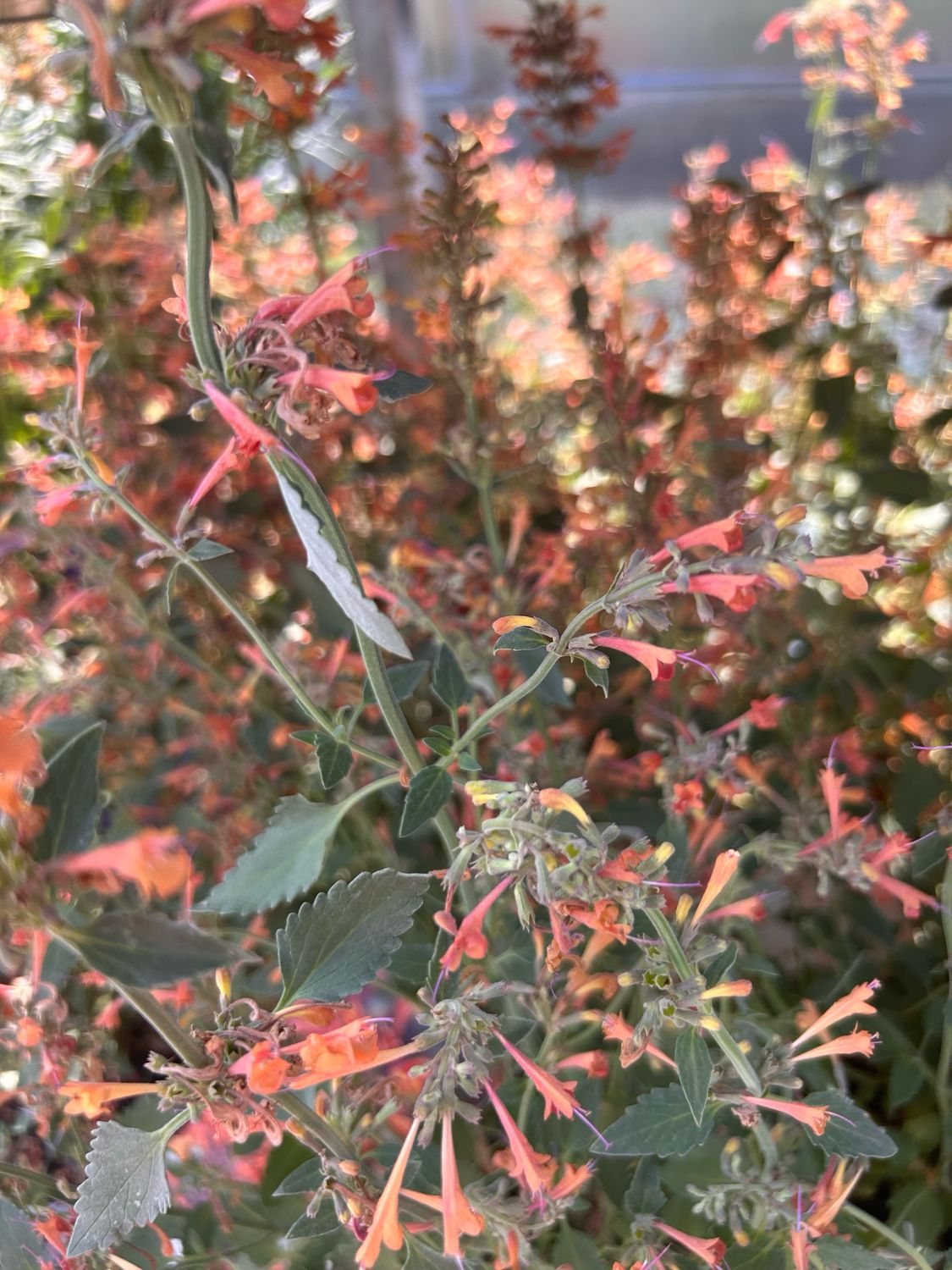 Agastache Kudos - menta messicana - vaso Ø17 cm