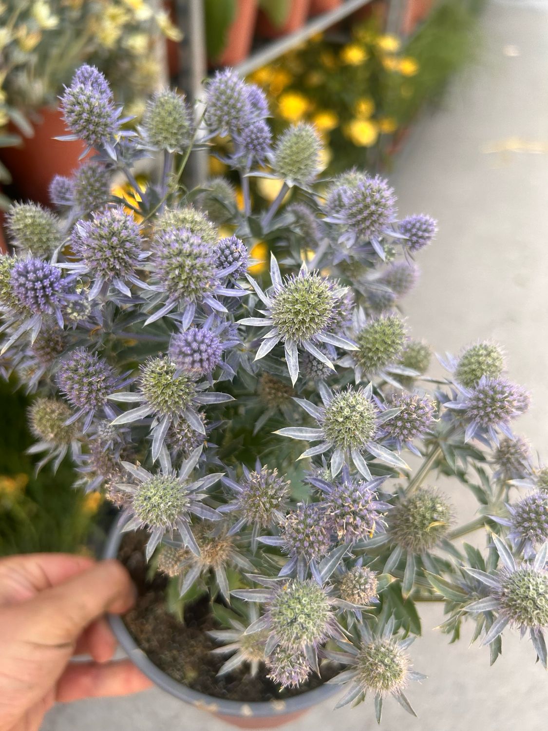 Eryngium planum &#39;Blue Hobbit&#39; vaso 17
