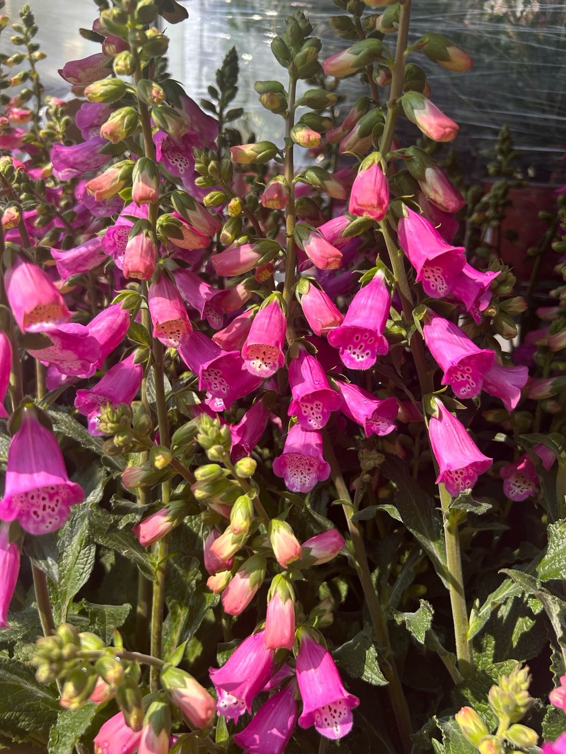 Digitalis purpurea &#39;Pink Panther&#39; - Digitale - vaso Ø 17cm