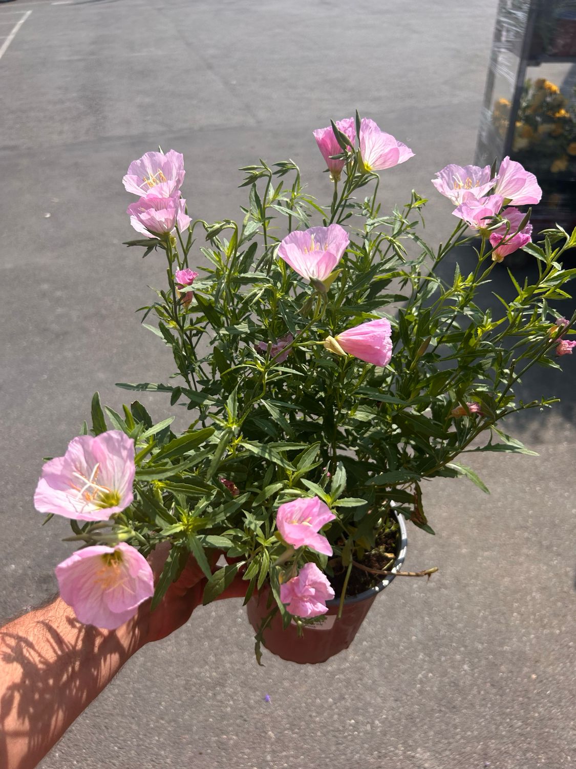 Oenothera speciosa &#39;Siskiyou Pink&#39;- vaso Ø18 cm