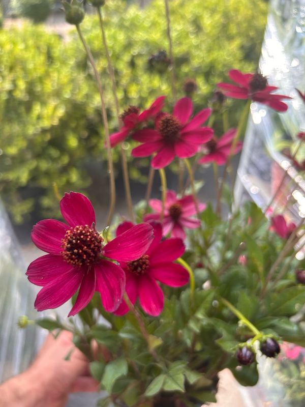 Cosmos atrosanguineus &#39; Chocamocha &#39; - Cosmos al cioccolato - vaso Ø18 cm