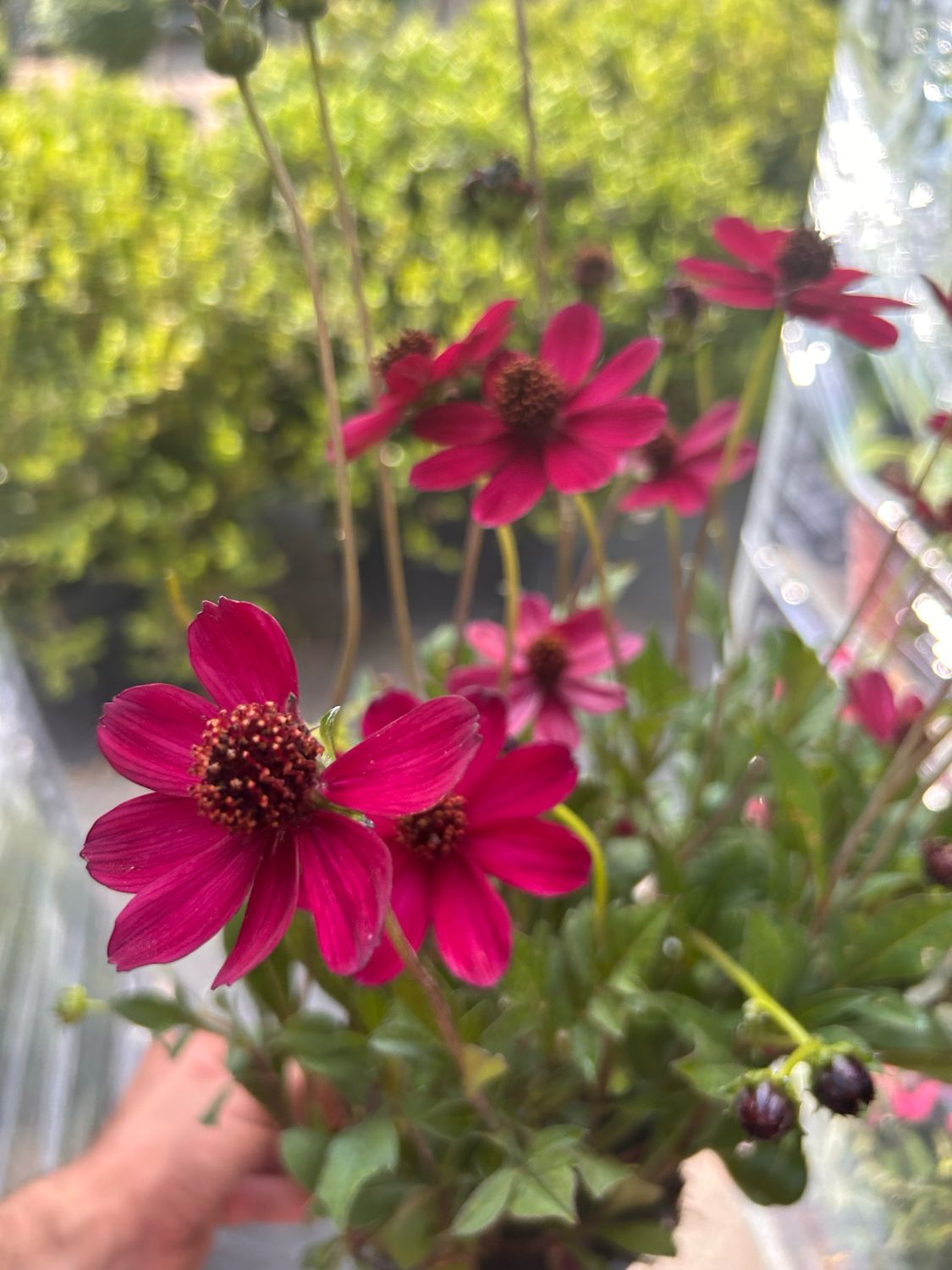 Cosmos atrosanguineus &#39; Chocamocha &#39; - Cosmos al cioccolato - vaso Ø18 cm
