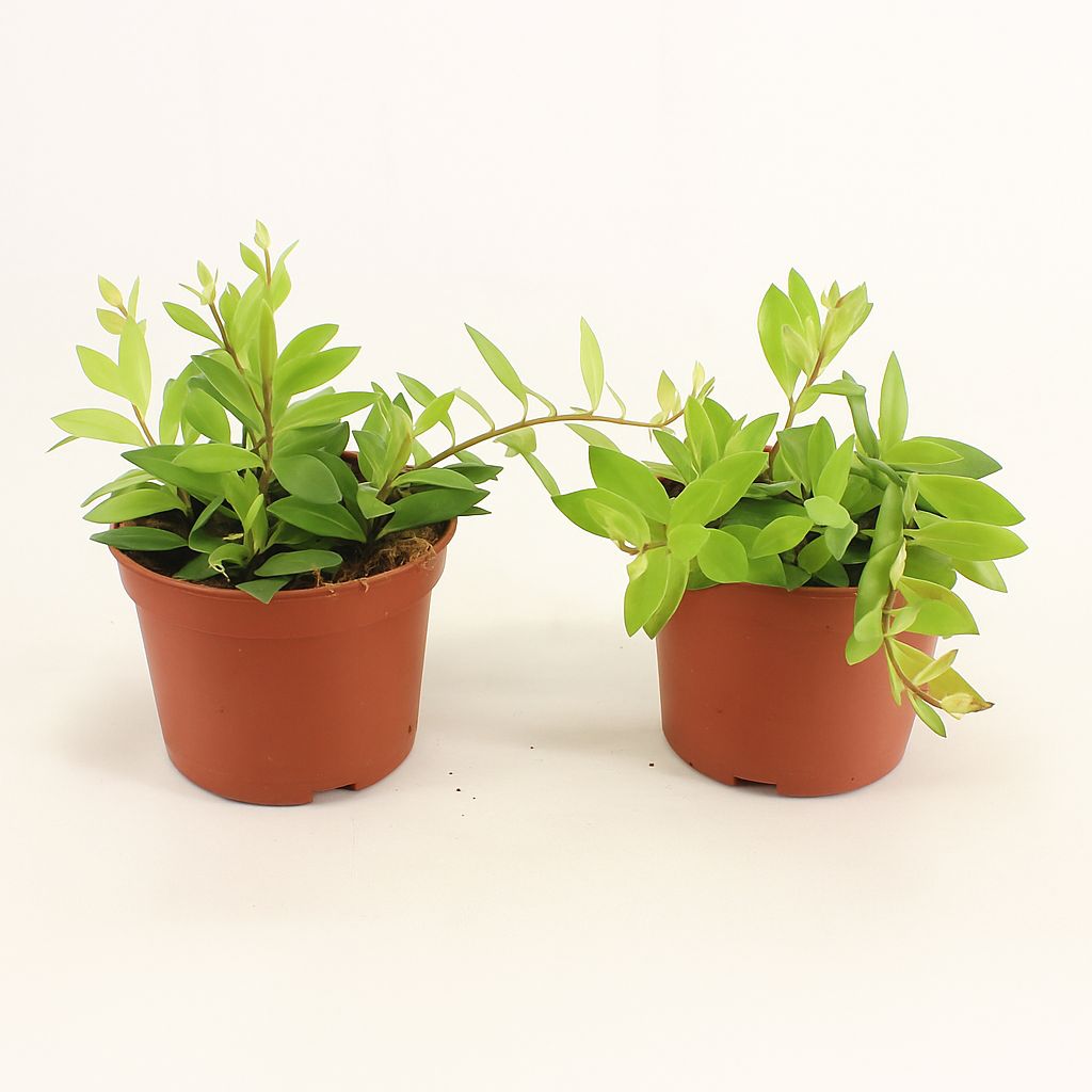 Aeschynanthus &#39; Green Star &#39; , Eschinanto, pianta rossetto - Ø12 cm