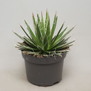 Agave Filifera - vaso Ø 13cm