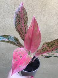 Aglaonema &#39; Prosperity &#39; -  vaso Ø 12 cm
