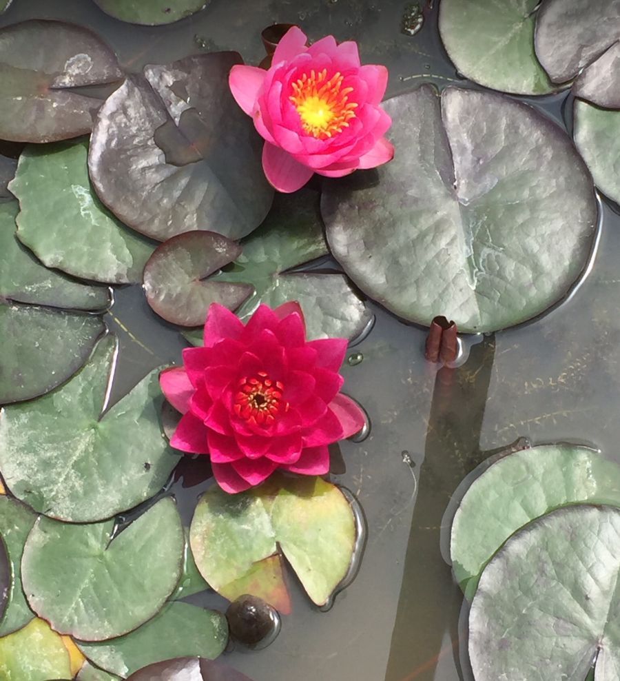 Ninfea Nymphaea &#39; James Brydon &#39;  - cestino 11 cm