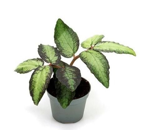 Pellionia repens - vaso Ø5.5 cm