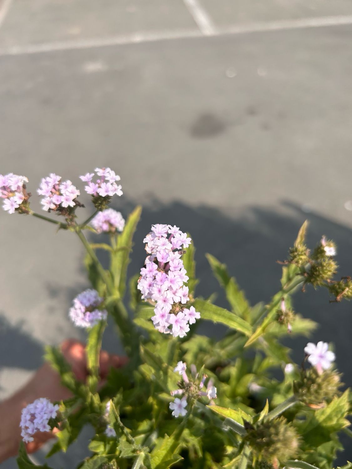 Verbena rigida Sky  - vaso Ø18 cm