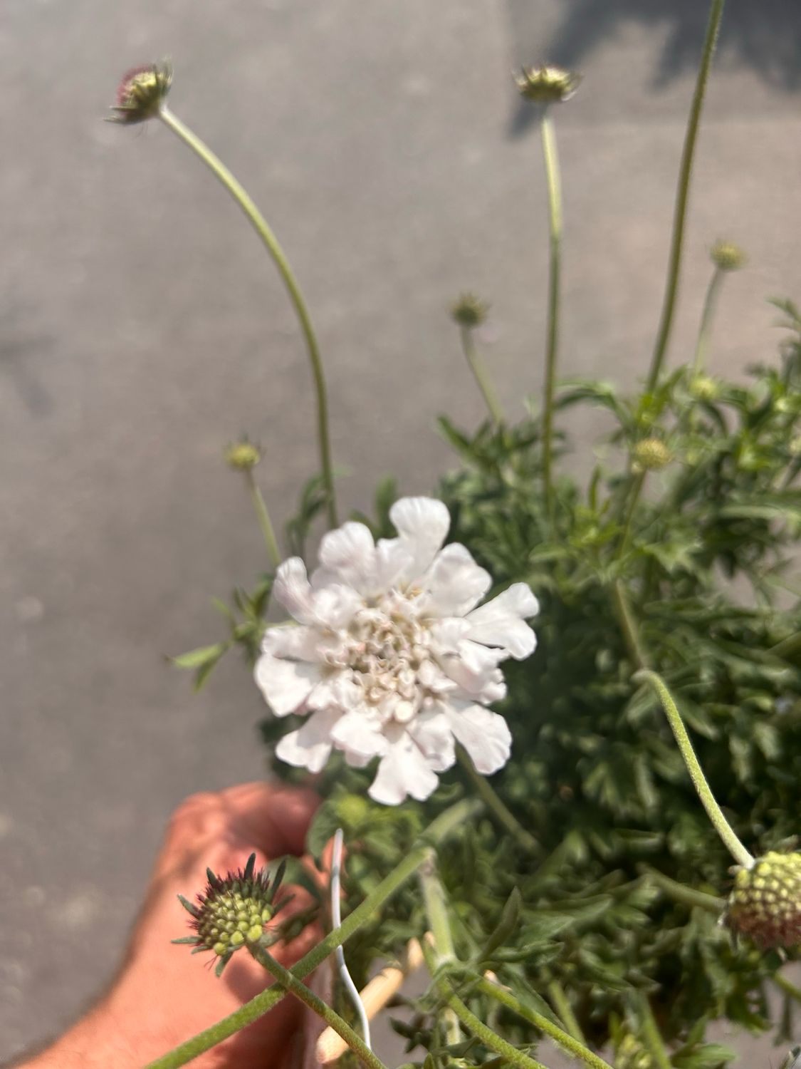 Scabiosa columbaria &quot; Kudo White &quot; - vaso Ø 17cm
