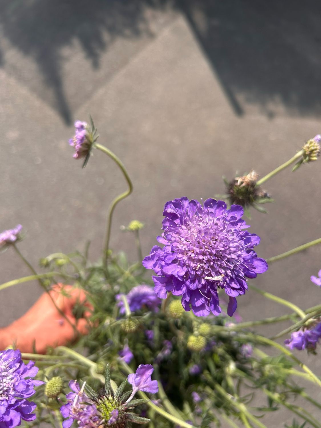 Scabiosa columbaria &quot; Mariposa Blu &quot; - vaso Ø 17cm