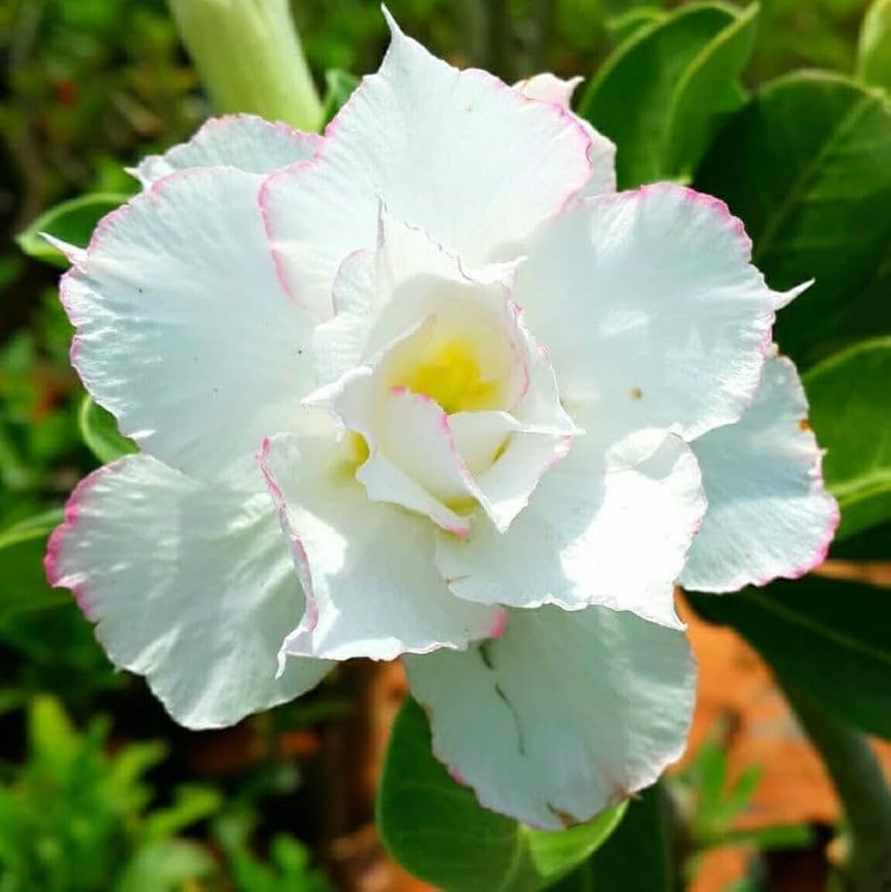 Adenium obesum &#39;Ibrido 74&#39; Adenium Rosa del Deserto - vaso Ø15 cm
