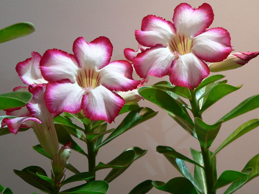 Adenium obesum &#39;Double Noble&#39; Adenium Rosa del Deserto - vaso Ø15 cm