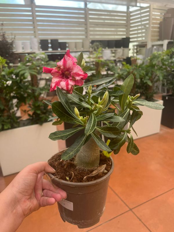 Adenium obesum &#39;New b.k.k.1&#39; Adenium Rosa del Deserto - vaso Ø15 cm