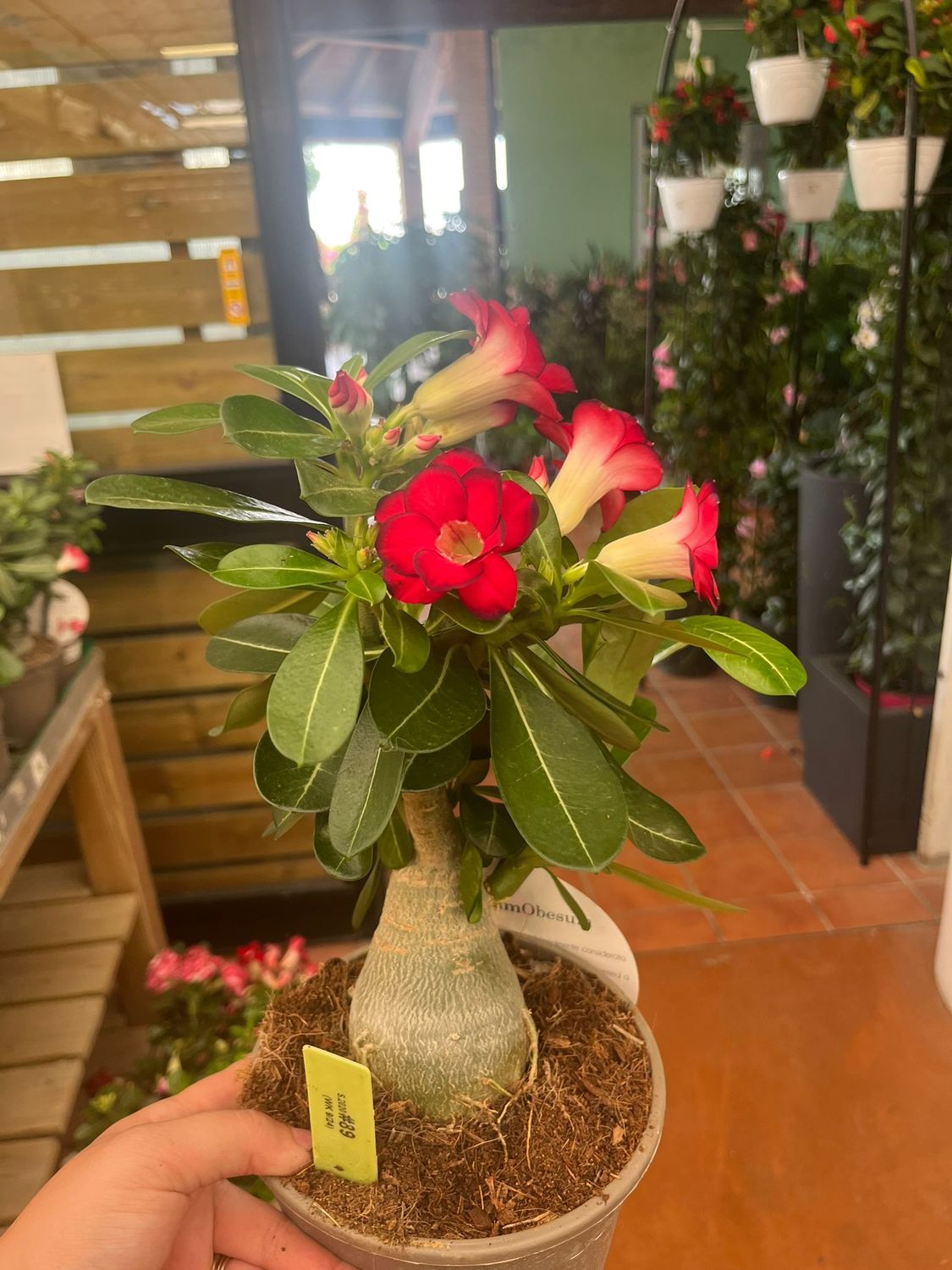 Adenium obesum &#39;Ibrido 89&#39; Adenium Rosa del Deserto - vaso Ø15 cm