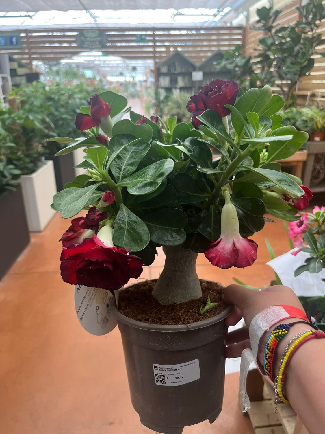 Adenium obesum &#39;Ibrido Bc-a&#39; Adenium Rosa del Deserto - vaso Ø15 cm