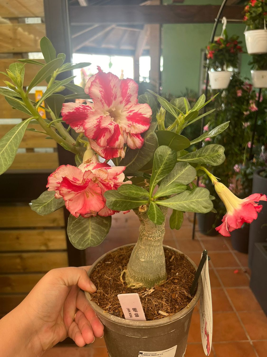 Adenium obesum &#39;Ibrido Bf 08&#39; Adenium Rosa del Deserto - vaso Ø15 cm