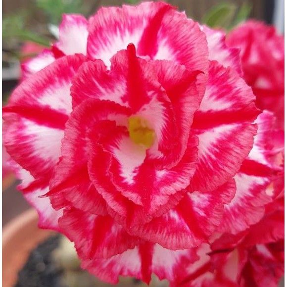 Adenium obesum &#39;Phet Mong Khon&#39; Adenium Rosa del Deserto - vaso Ø15 cm