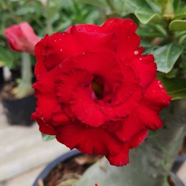 Adenium obesum &#39;Triple star&#39; Adenium Rosa del Deserto - vaso Ø15 cm