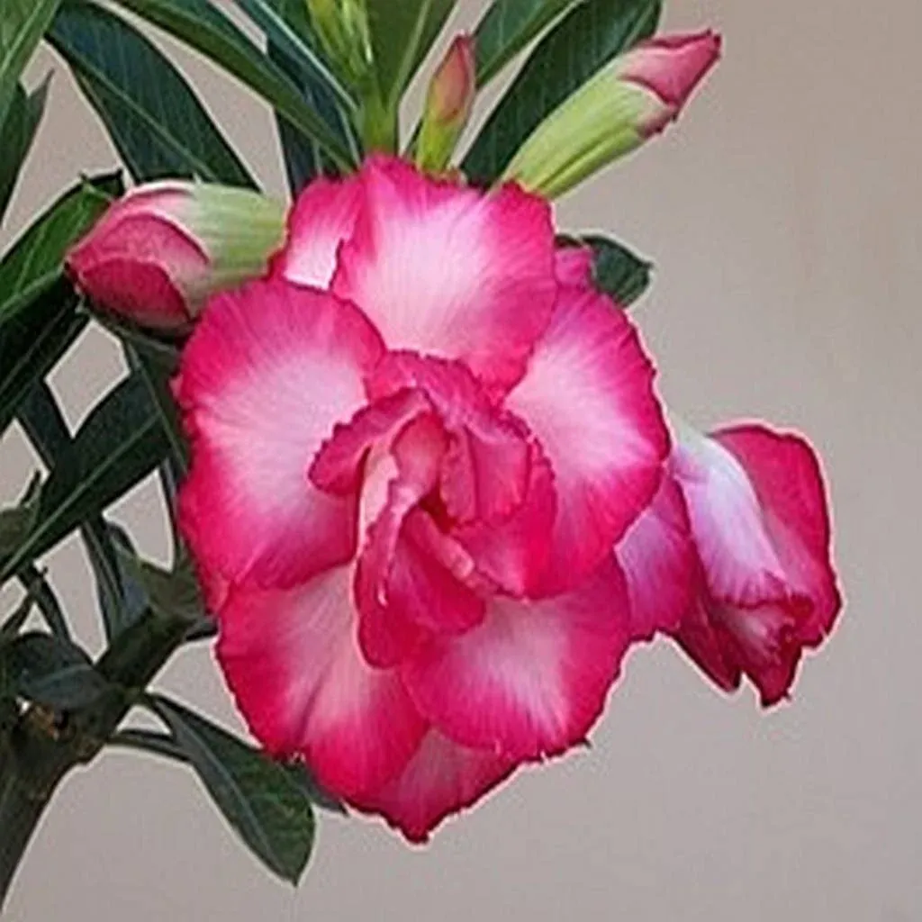 Adenium obesum &#39;Exhibition Double Pink&#39; Adenium Rosa del Deserto - vaso Ø15 cm