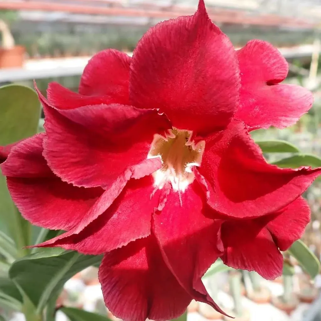 Adenium obesum &#39;Exhibition Double Red&#39; Adenium Rosa del Deserto - vaso Ø15 cm