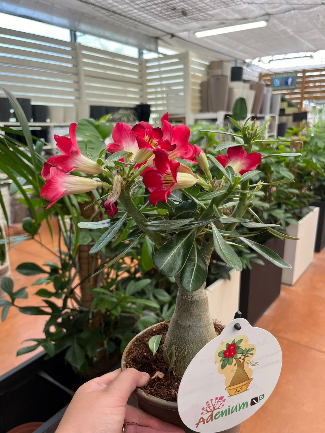 Adenium obesum &#39;Ibrido 164&#39; Adenium Rosa del Deserto - vaso Ø15 cm