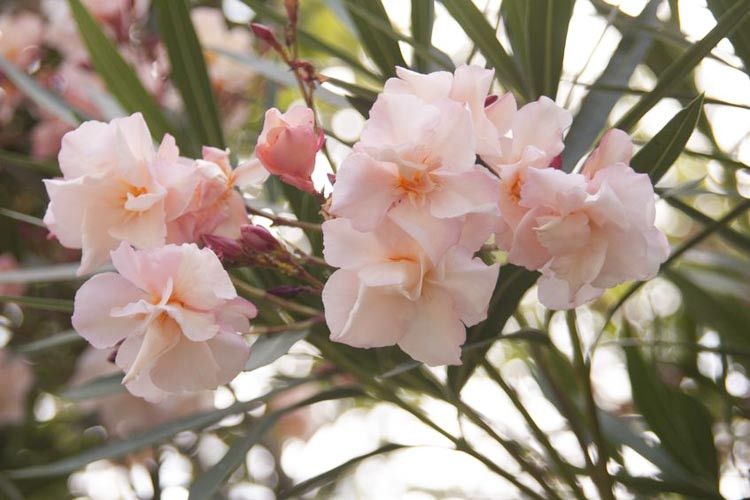 Nerium Oleander Provence, Oleandro - vaso Ø18 cm