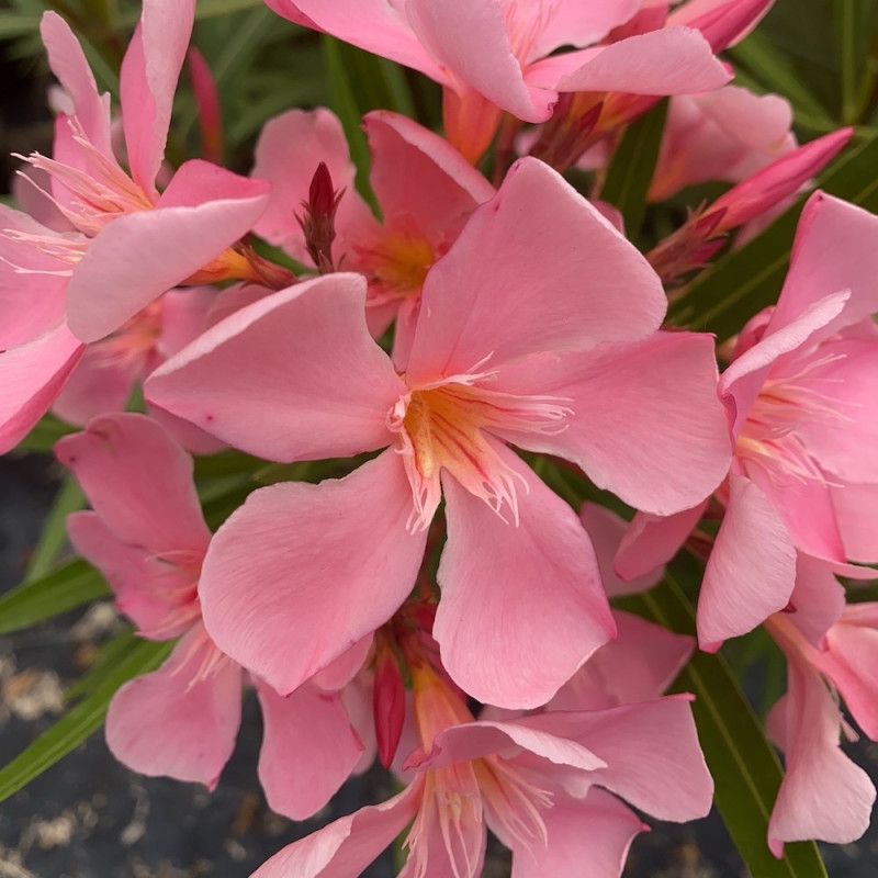 Nerium Oleander &#39;Tito Poggi&#39;, Oleandro - vaso Ø18 cm