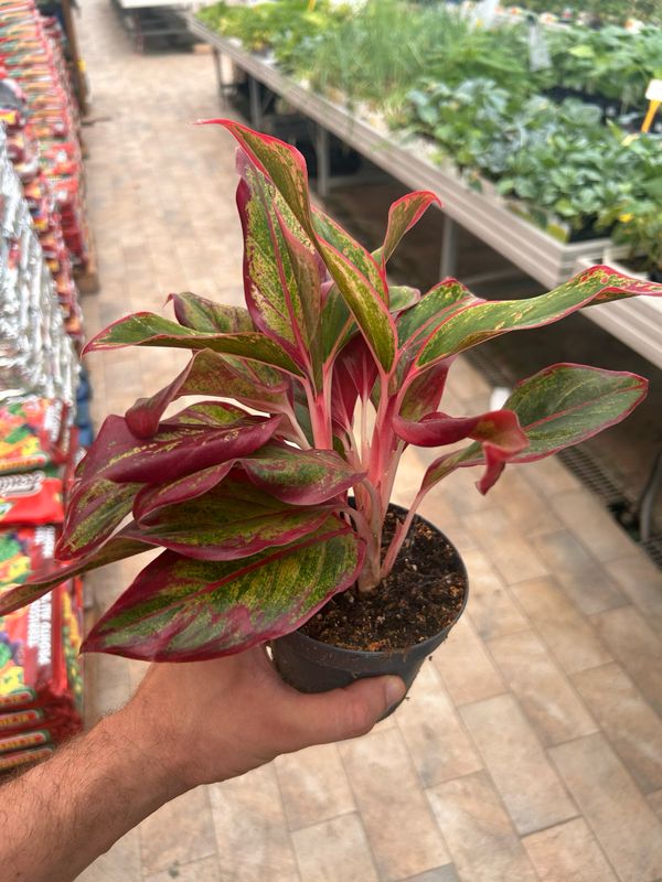 Aglaonema 'Prosperity' - vaso Ø12 cm
