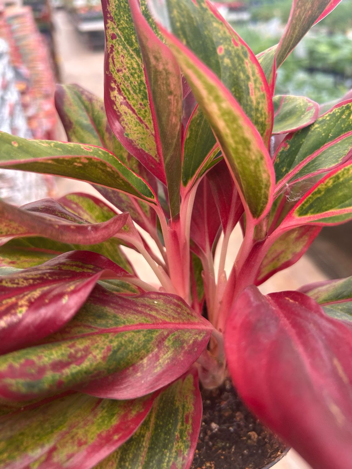 Aglaonema &#39;Prosperity&#39; -  vaso Ø12 cm