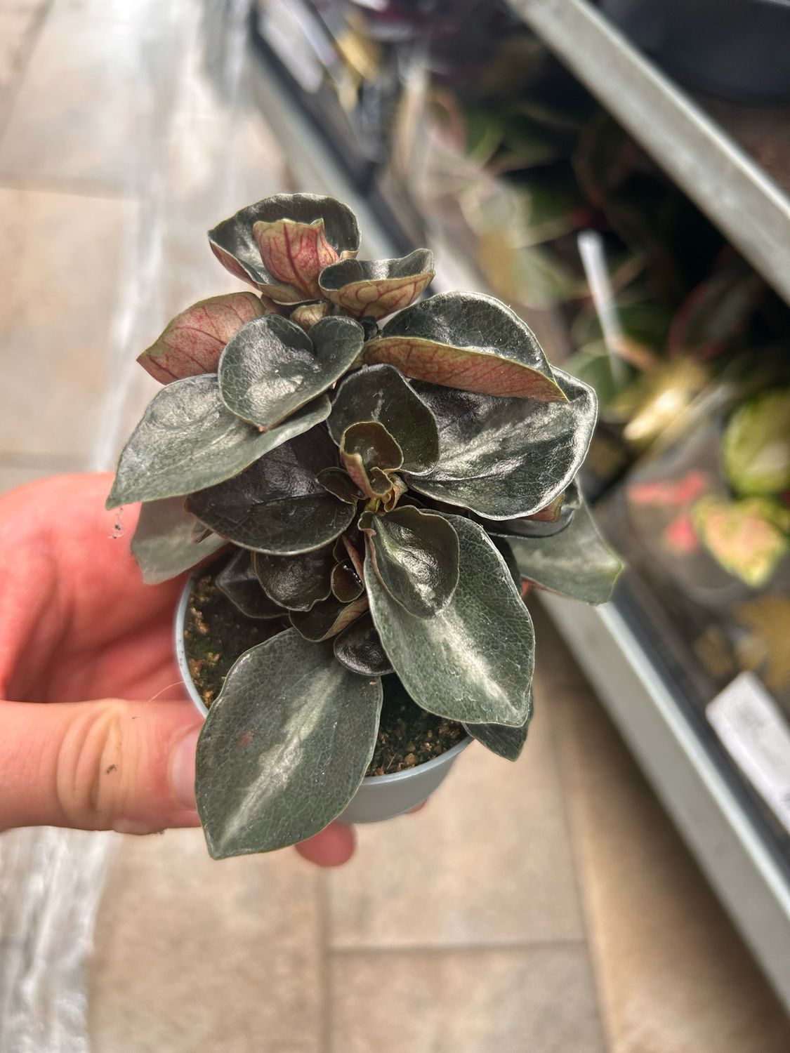 Peperomia metallica var. Colombiana - vaso Ø5.5 cm